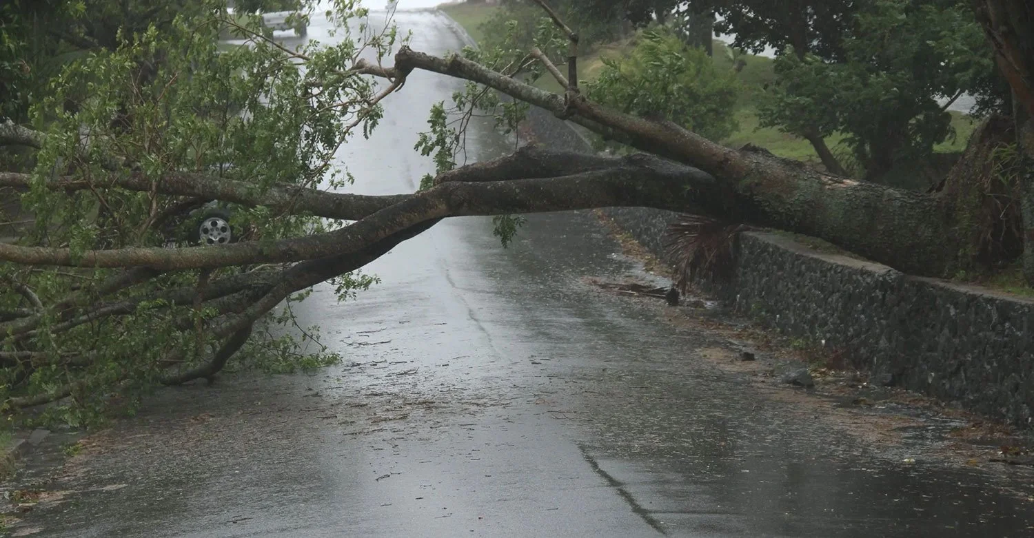 A-large-tree,-uprooted-by-high-winds,-lies-sprawled-across-a-rain-slicked-road.jpg