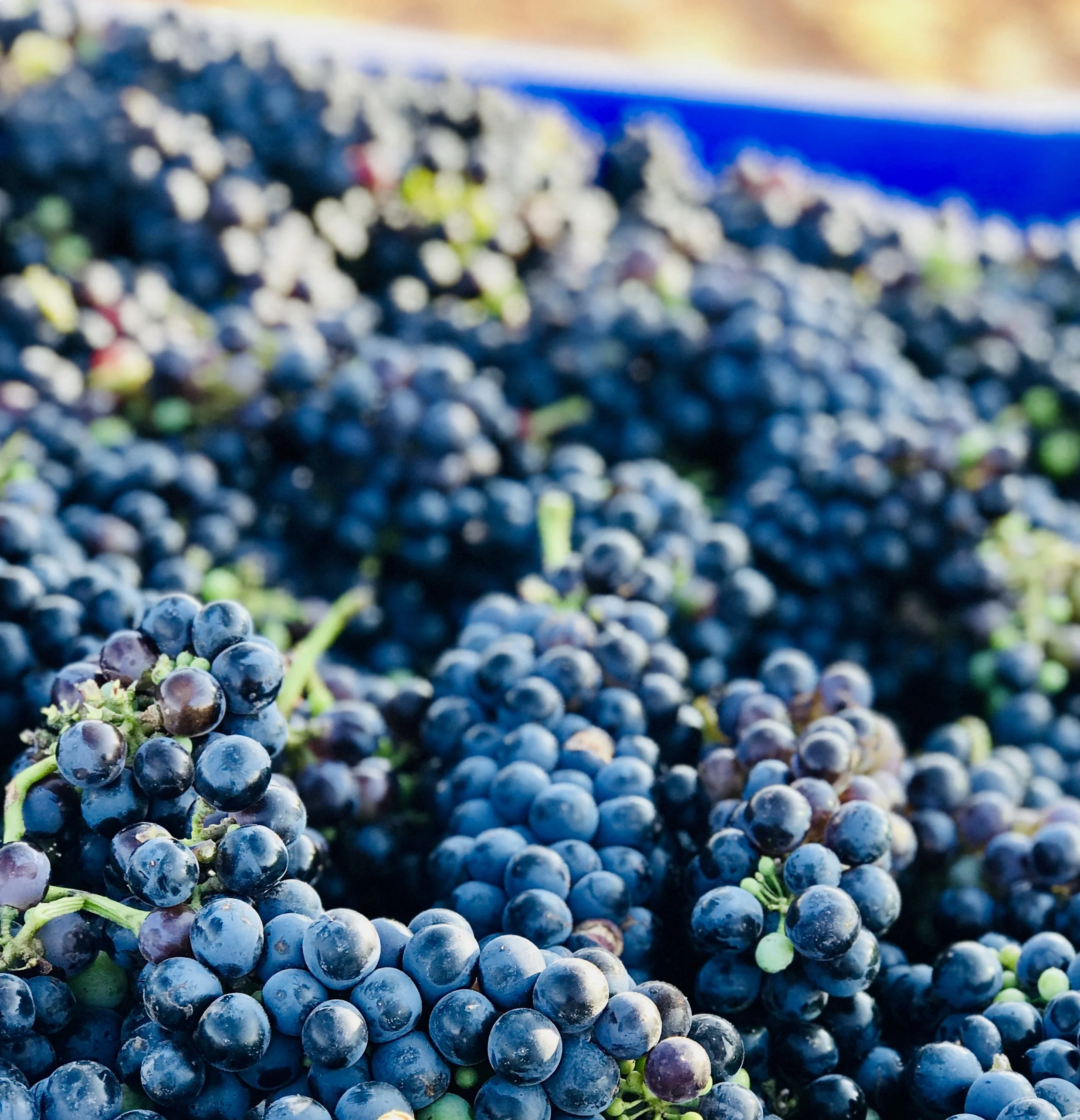 syrah vineyard texas wine for the people rae wilson.jpg