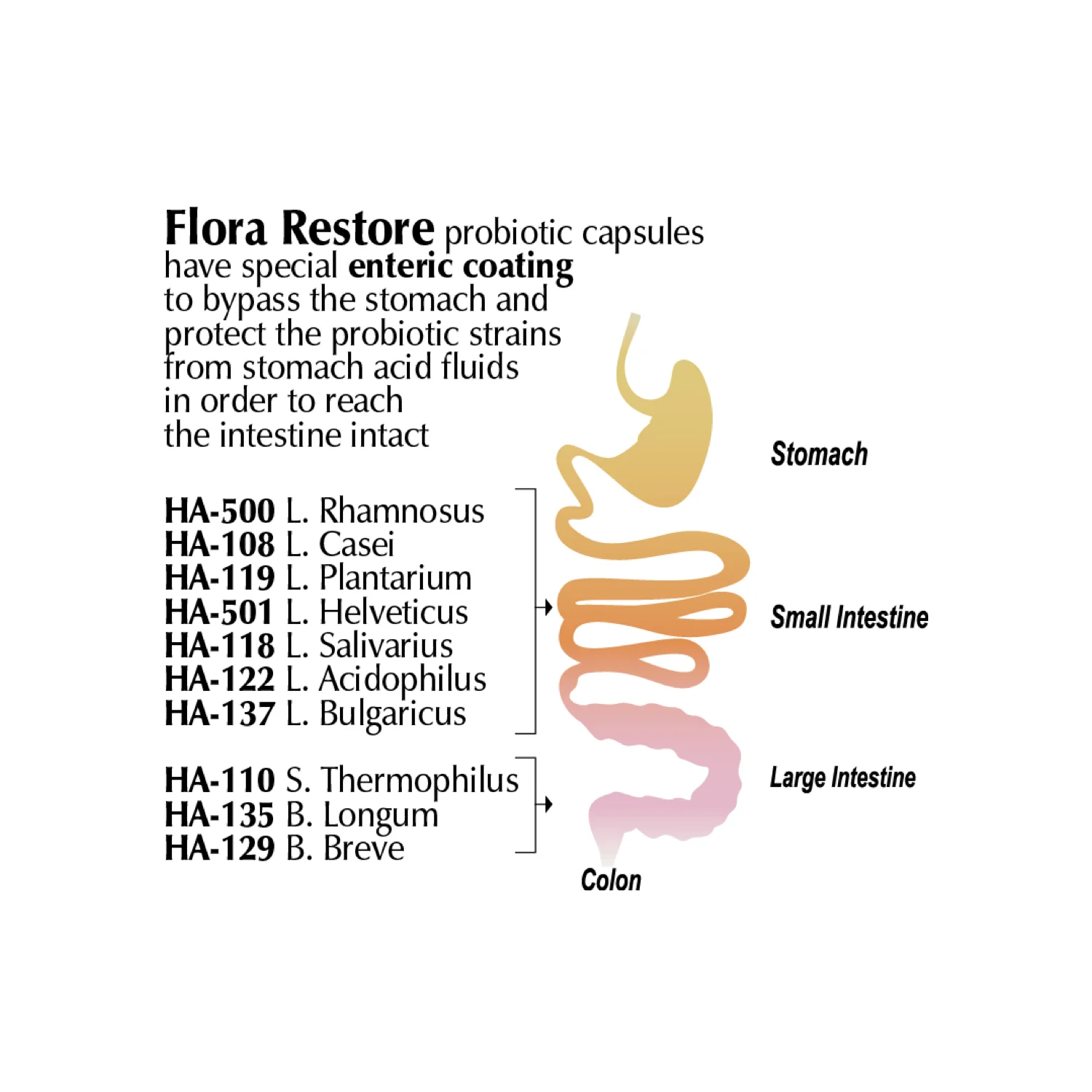 flora restore diagram.001.jpeg