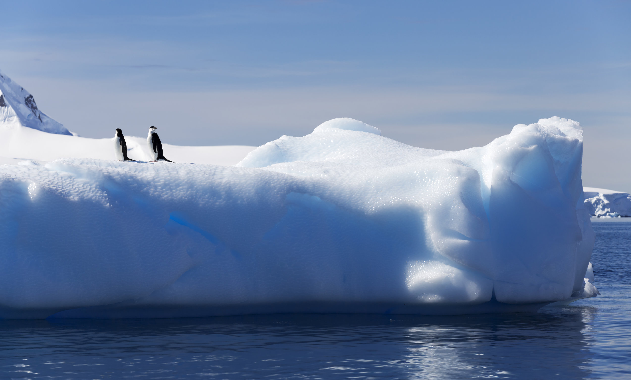  Cool, Penguins!   Arctic Travel    Start Designing  