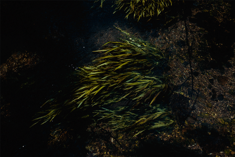 river-plant.gif