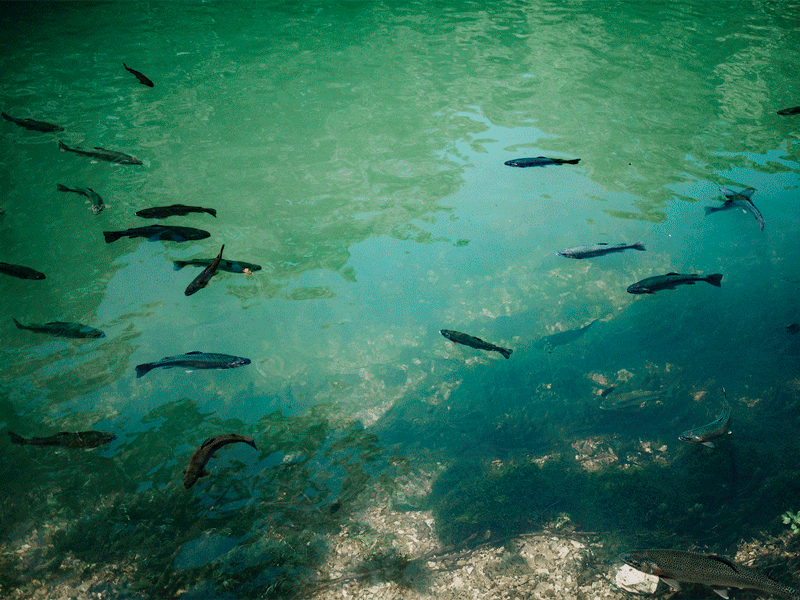trout-swimming.gif