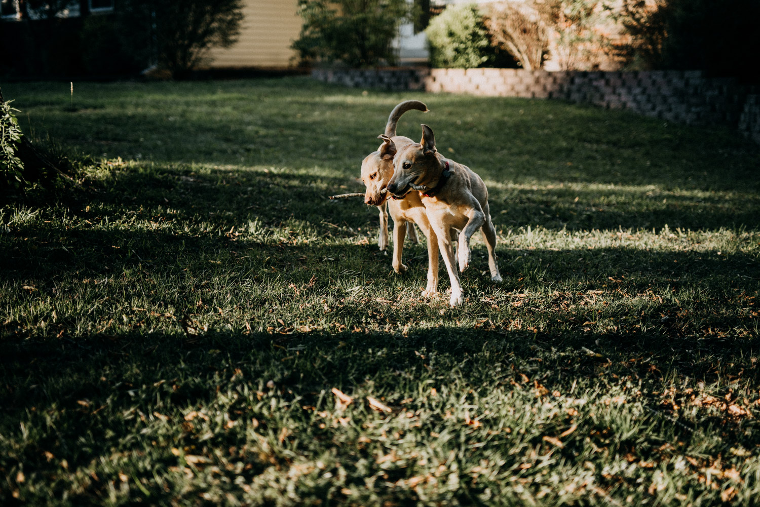 wilson_family-15.jpg