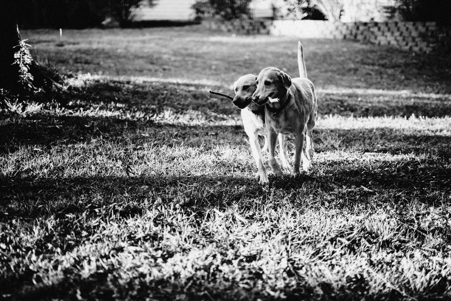 wilson_family-16.jpg