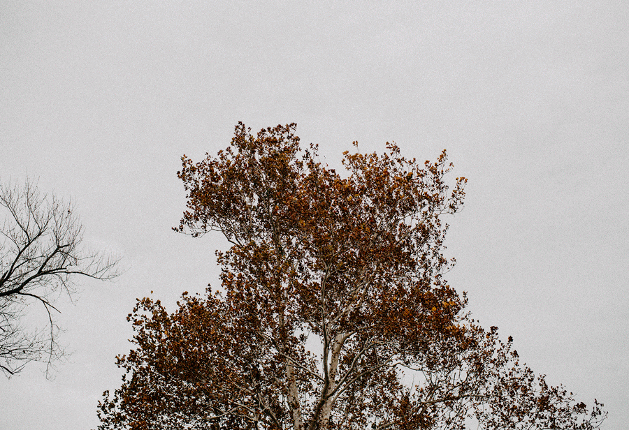 tree.gif
