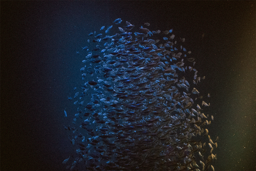 850_9666.gif