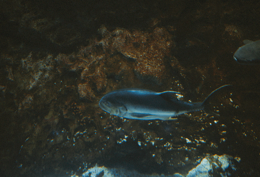 DSC_0042.gif