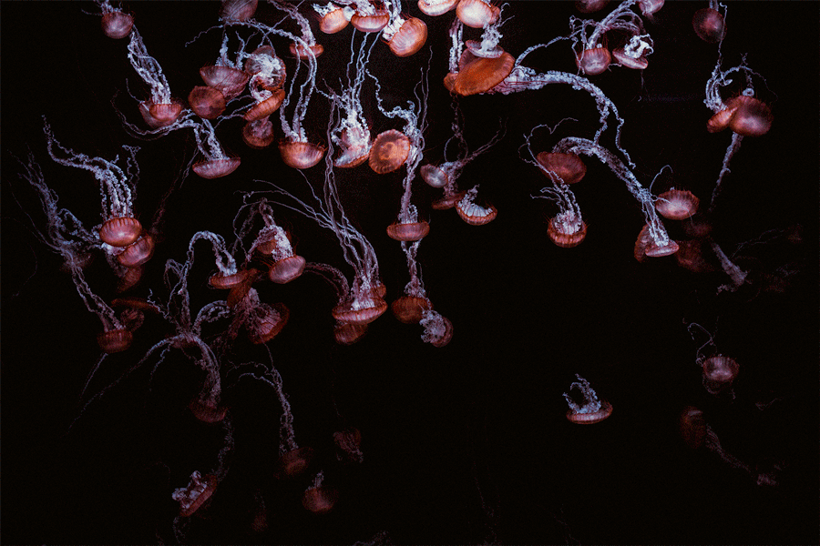 850_0107.gif