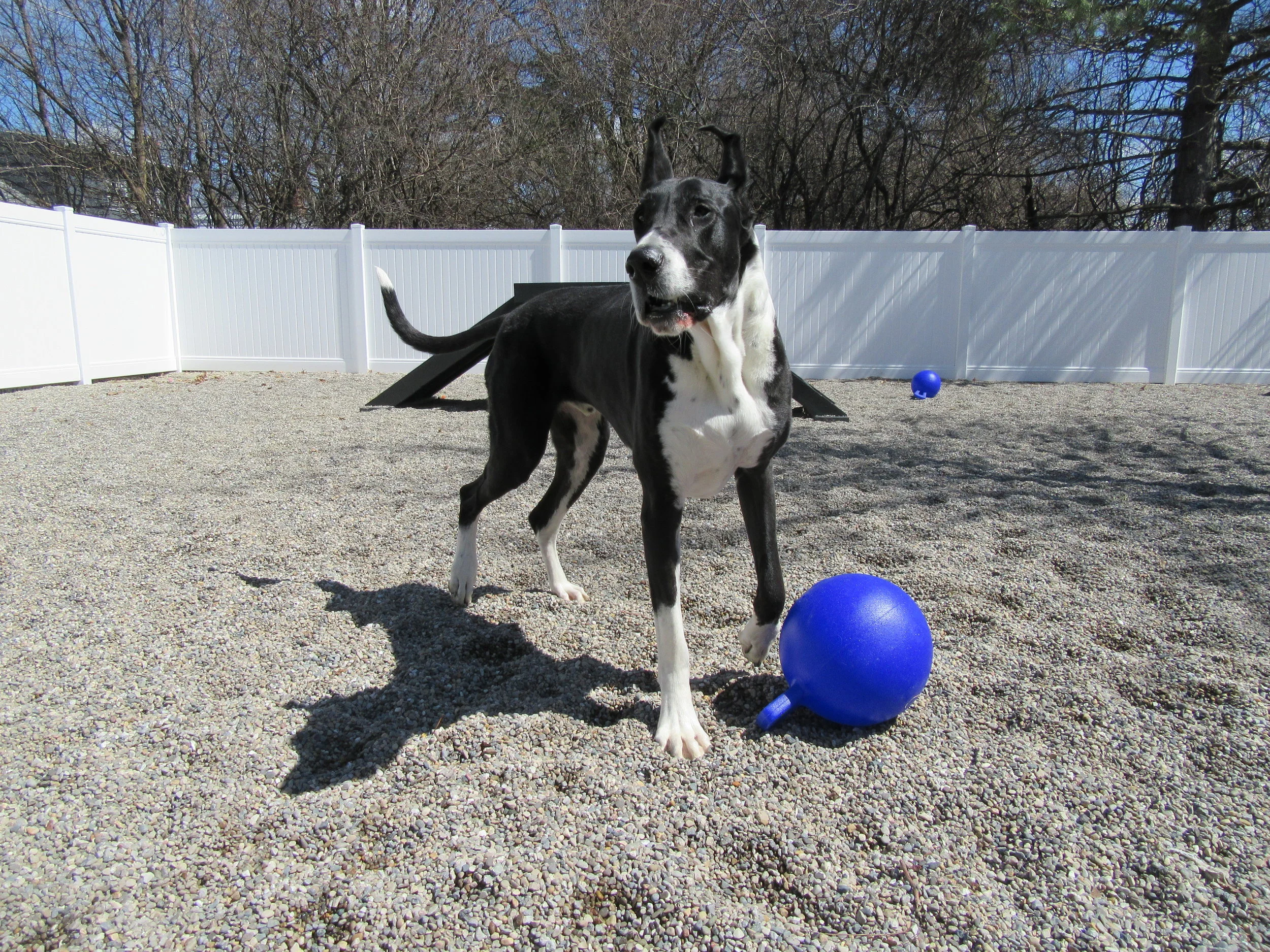 Dog Daycare — Perrysburg Pet Lodge & Spa