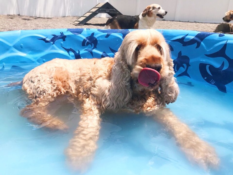 Gallery — Perrysburg Pet Lodge & Spa