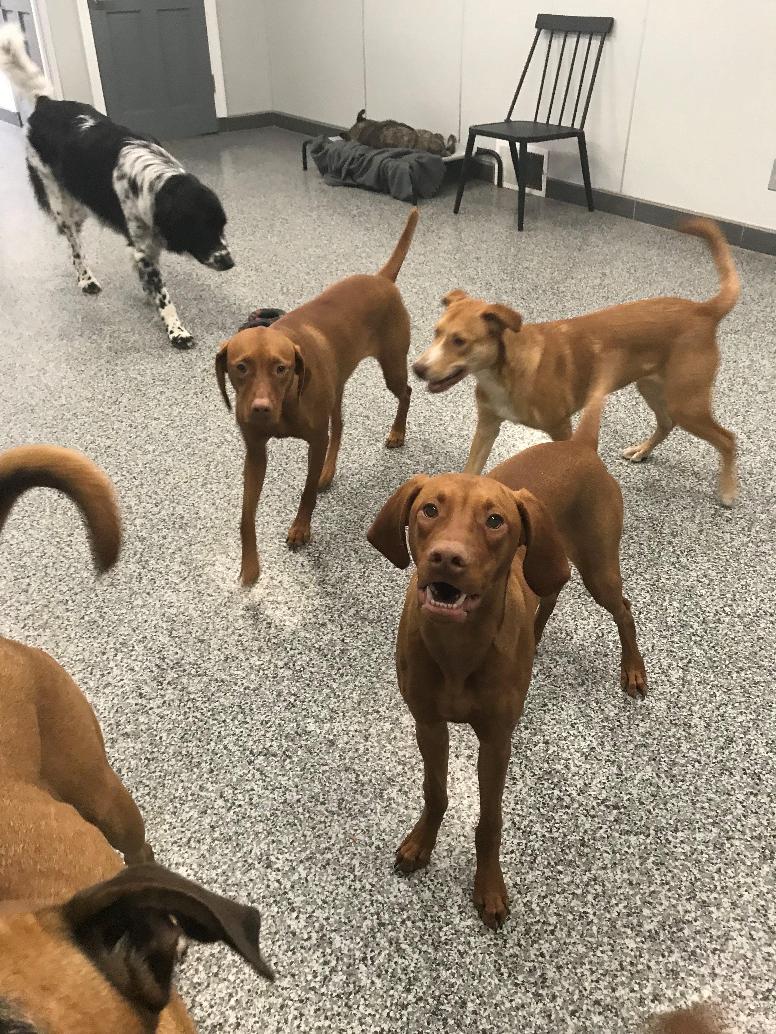 Gallery — Perrysburg Pet Lodge & Spa