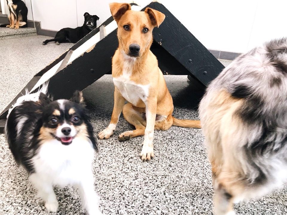 Gallery — Perrysburg Pet Lodge & Spa