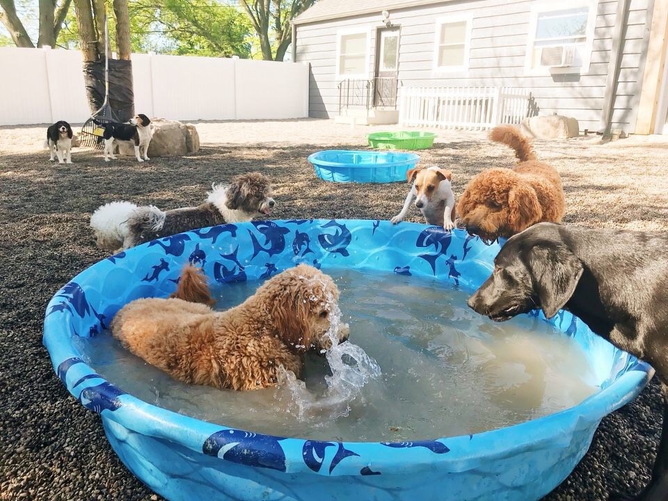 Gallery — Perrysburg Pet Lodge & Spa