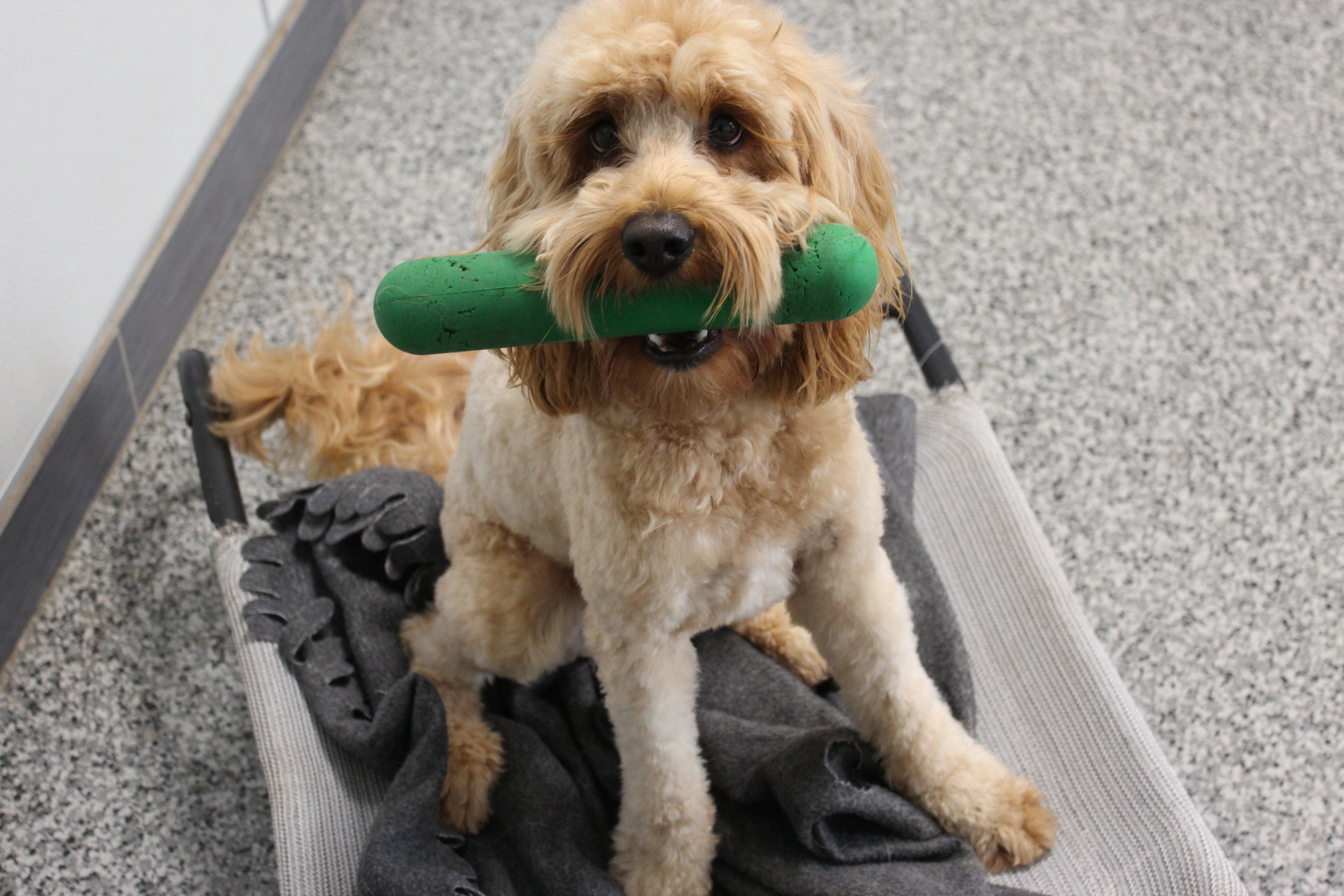 Gallery — Perrysburg Pet Lodge & Spa