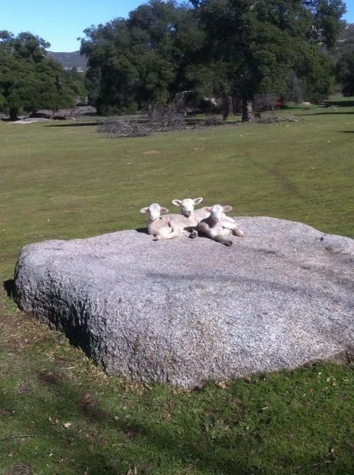 Lambs on rock.jpg
