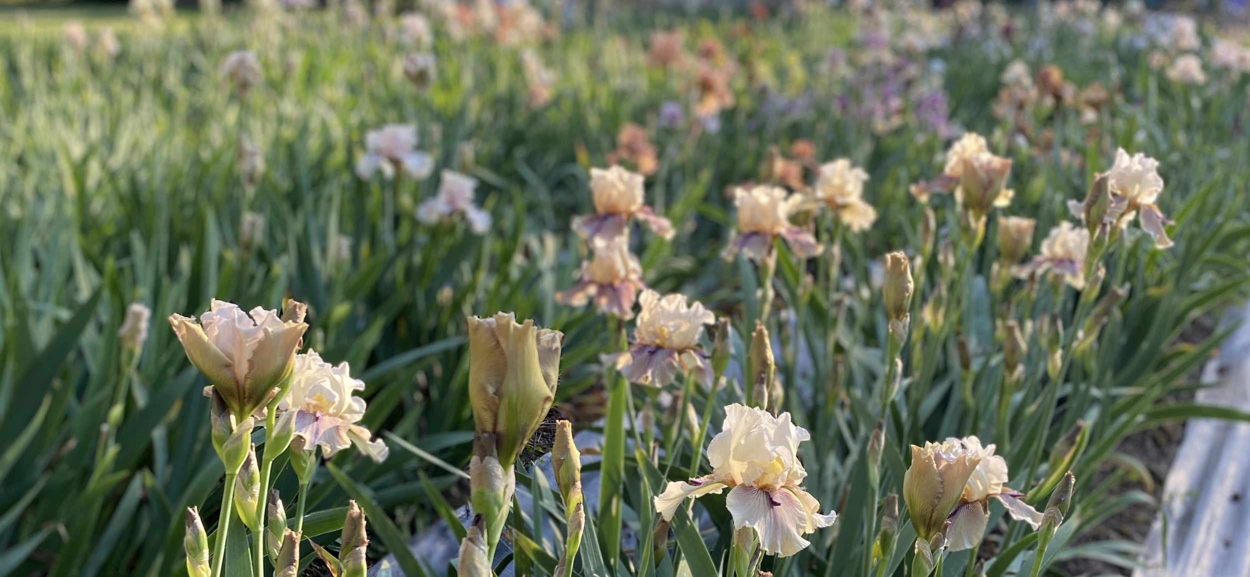 iris field thornbird.PNG