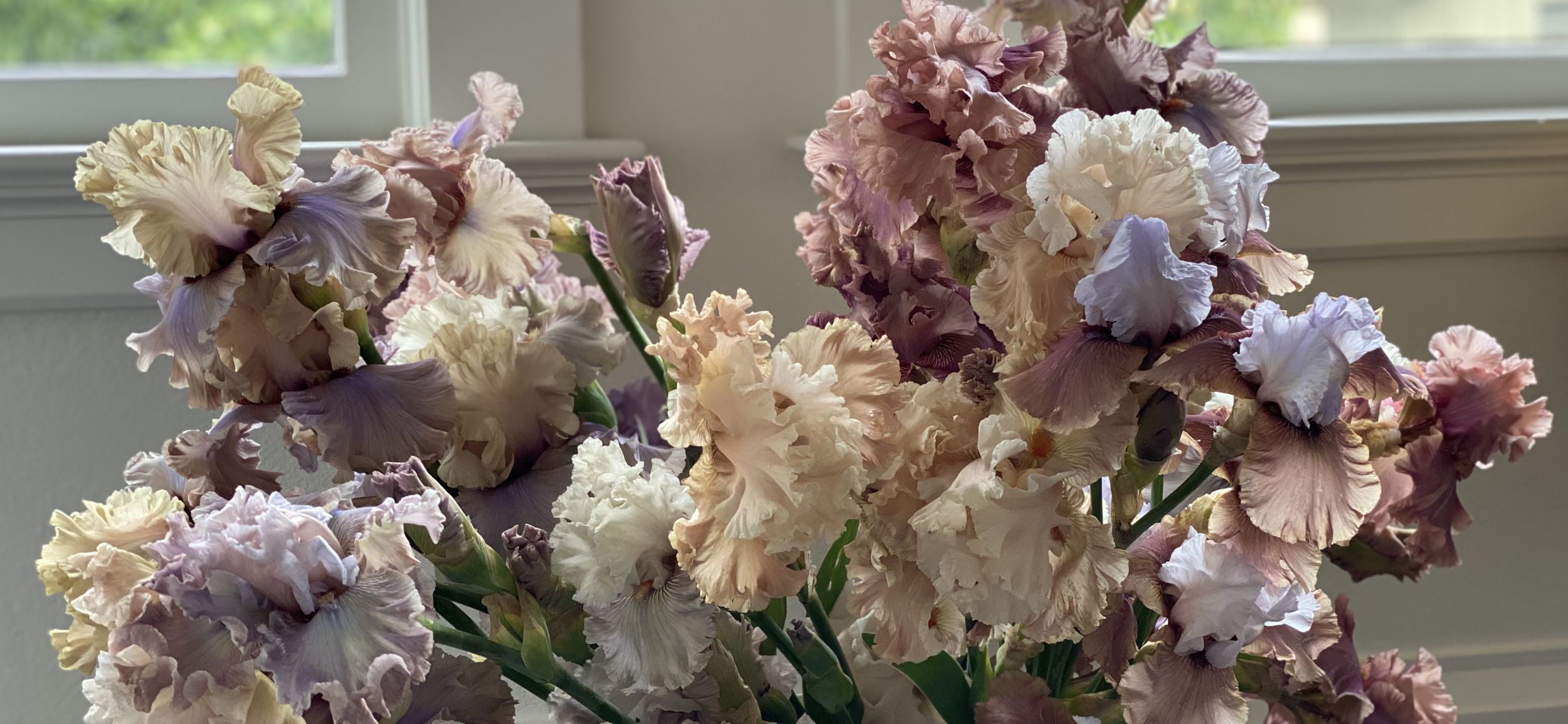 lavender mauve iris bucket.PNG