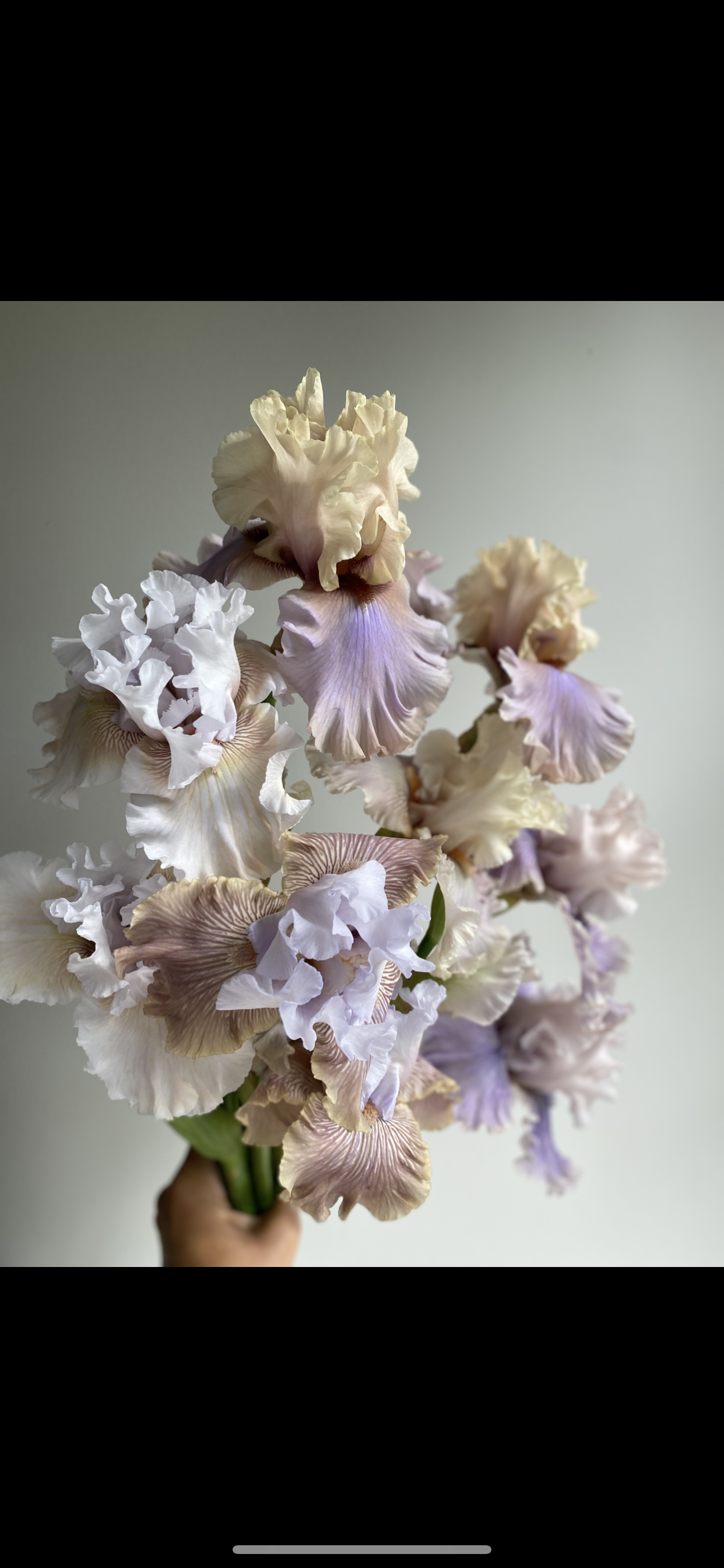 IMG_5464.PNG