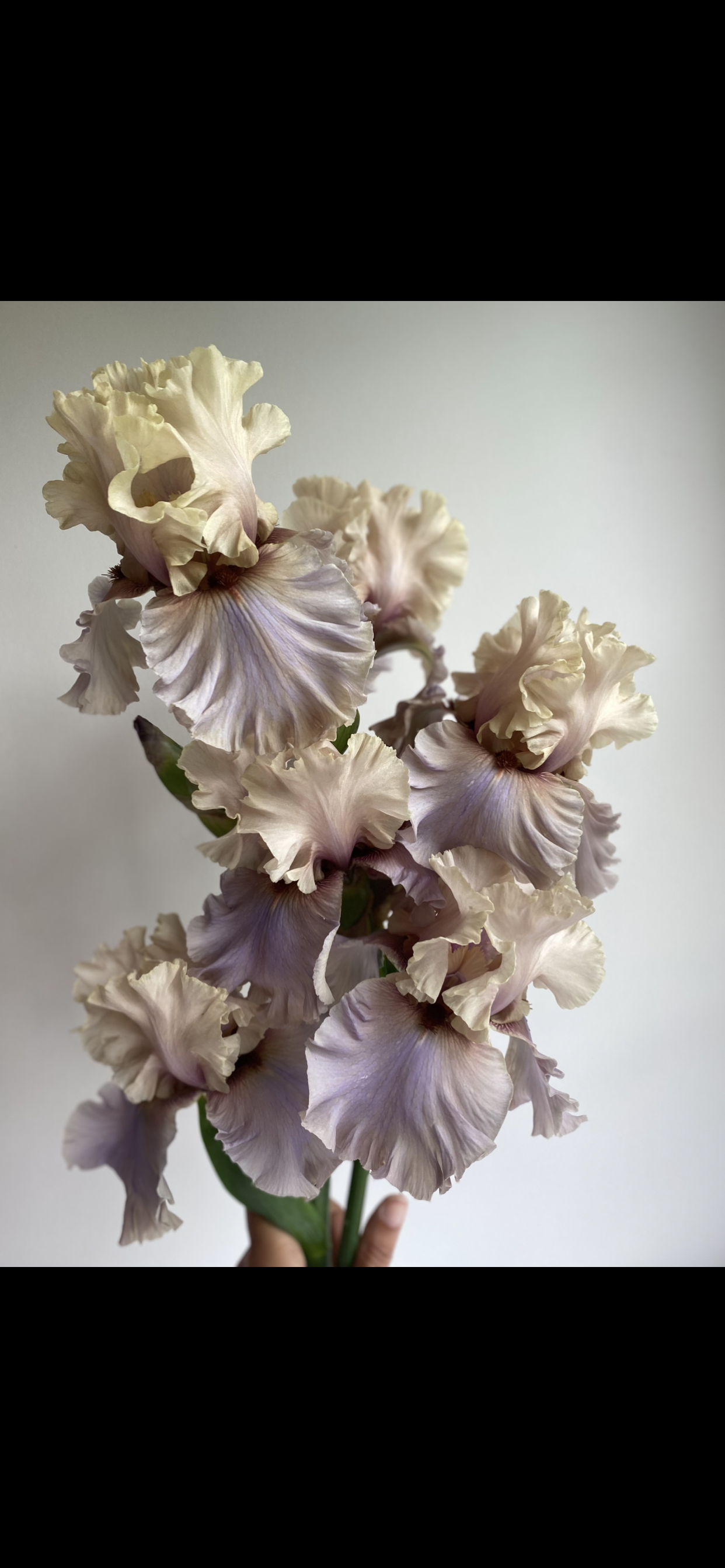 enter the dragon iris.PNG