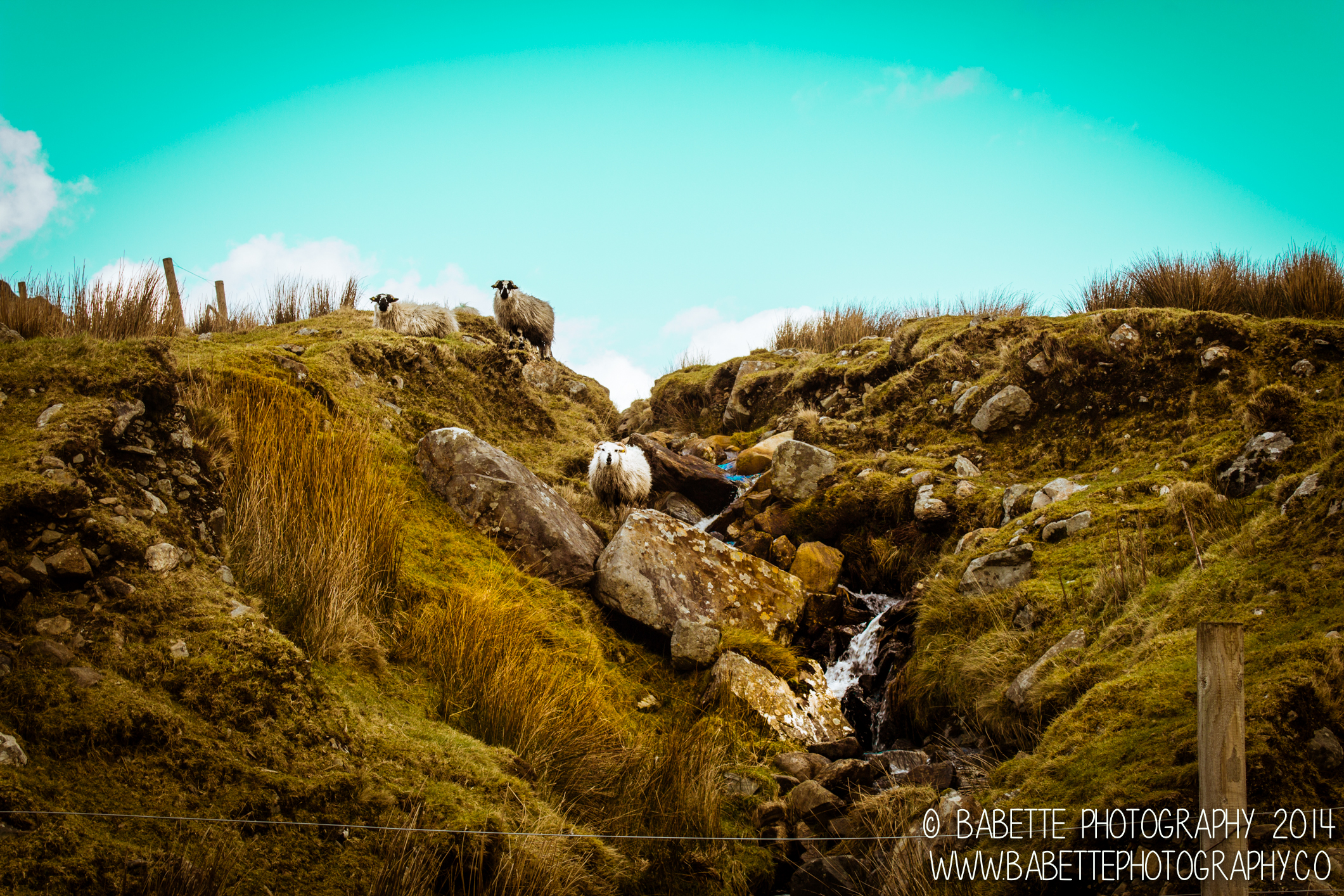 babette_photography_Ireland_dingle_irish_weddingIMG_8054.jpg