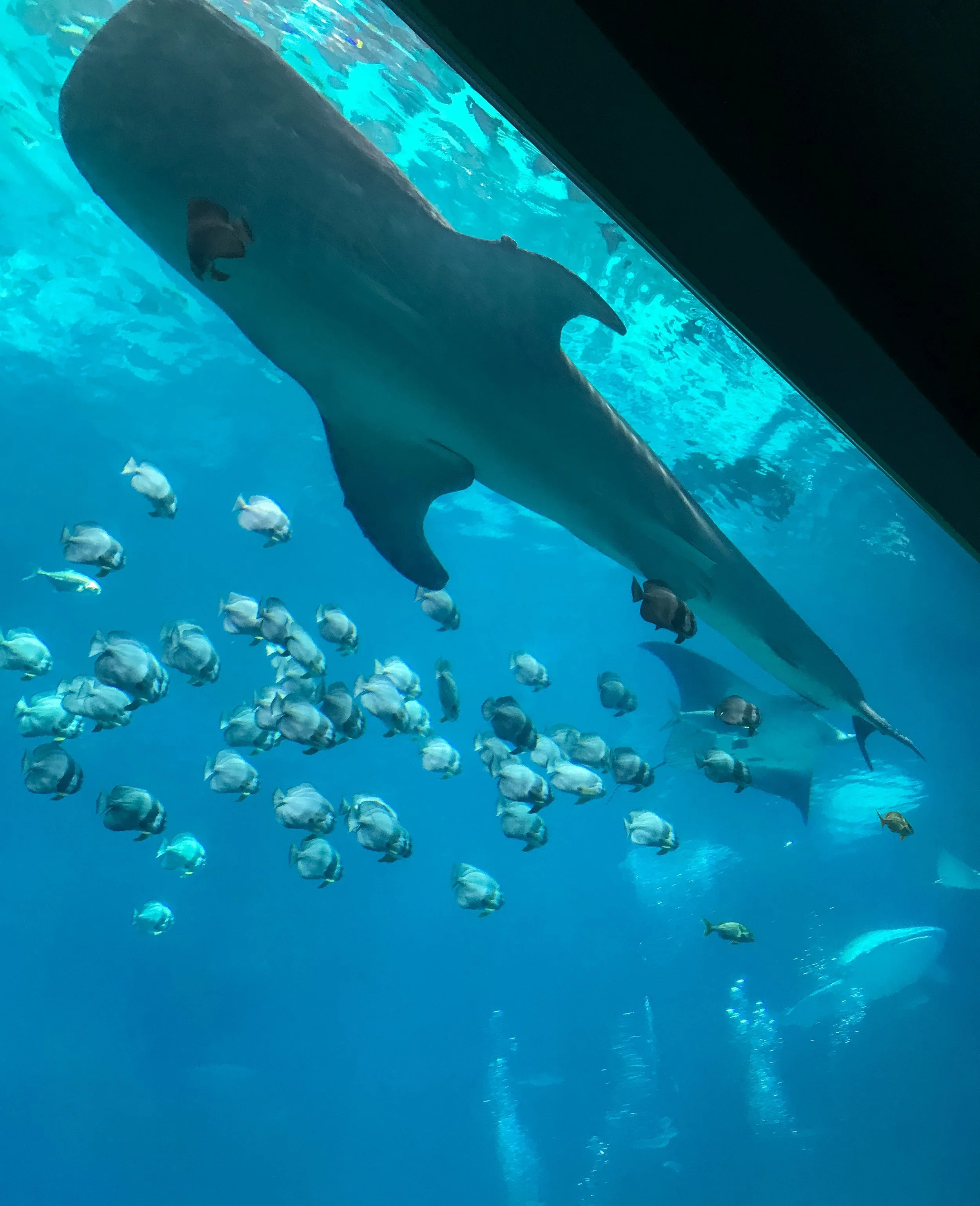 This is Destiny the whale shark, for all my Finding Dory mamas out there. 