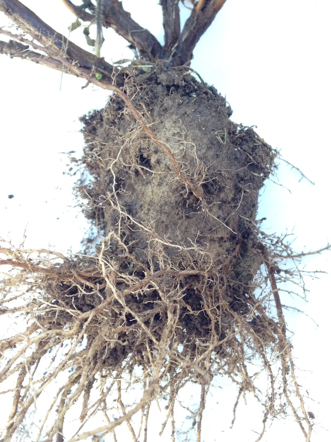 This is what you'll see at the end of the season - no pot, great root system!