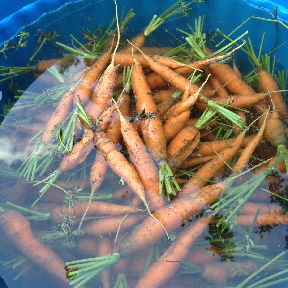 carrots in blue tub.jpg