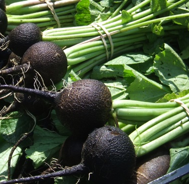 black radishes.jpg