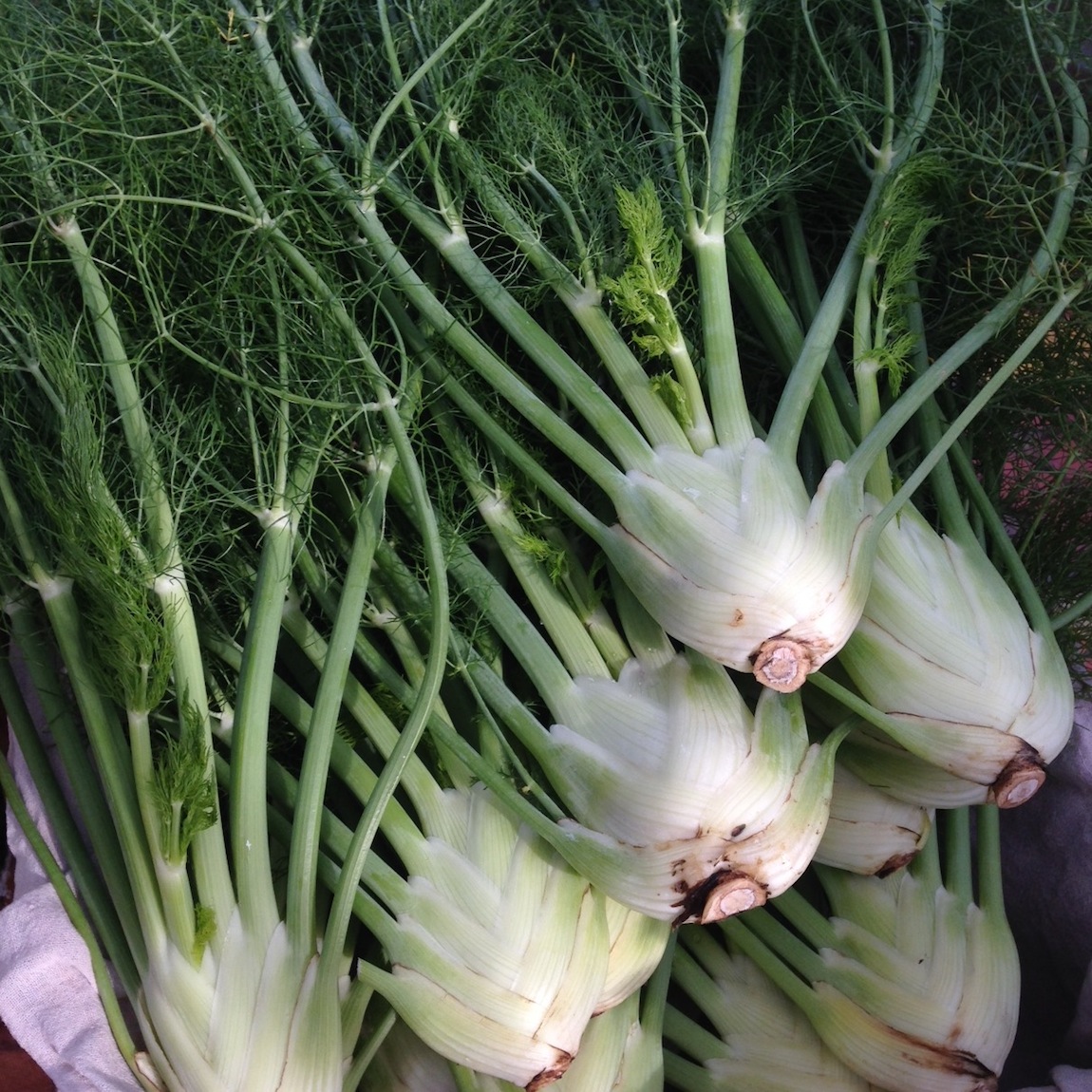 fennel.JPG