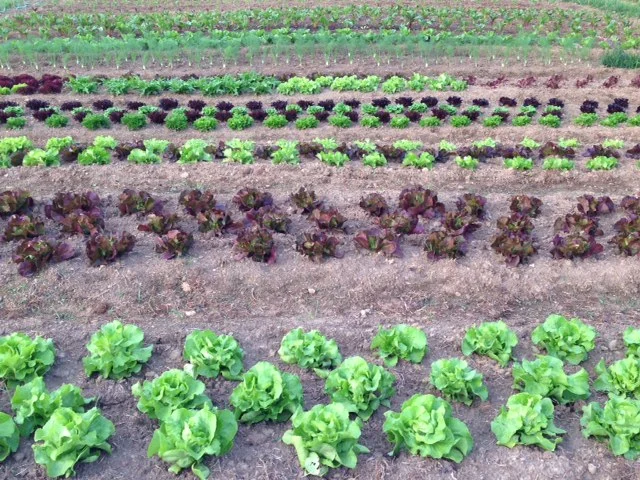 spring 2015 garden.JPG