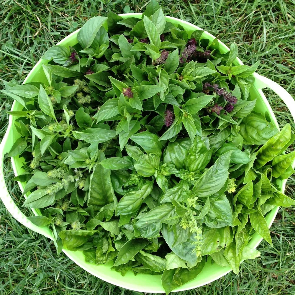 basils.JPG