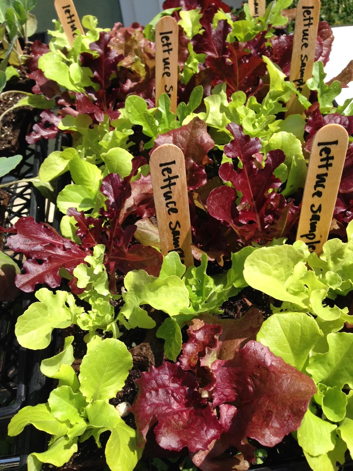 lettuce samplers.JPG