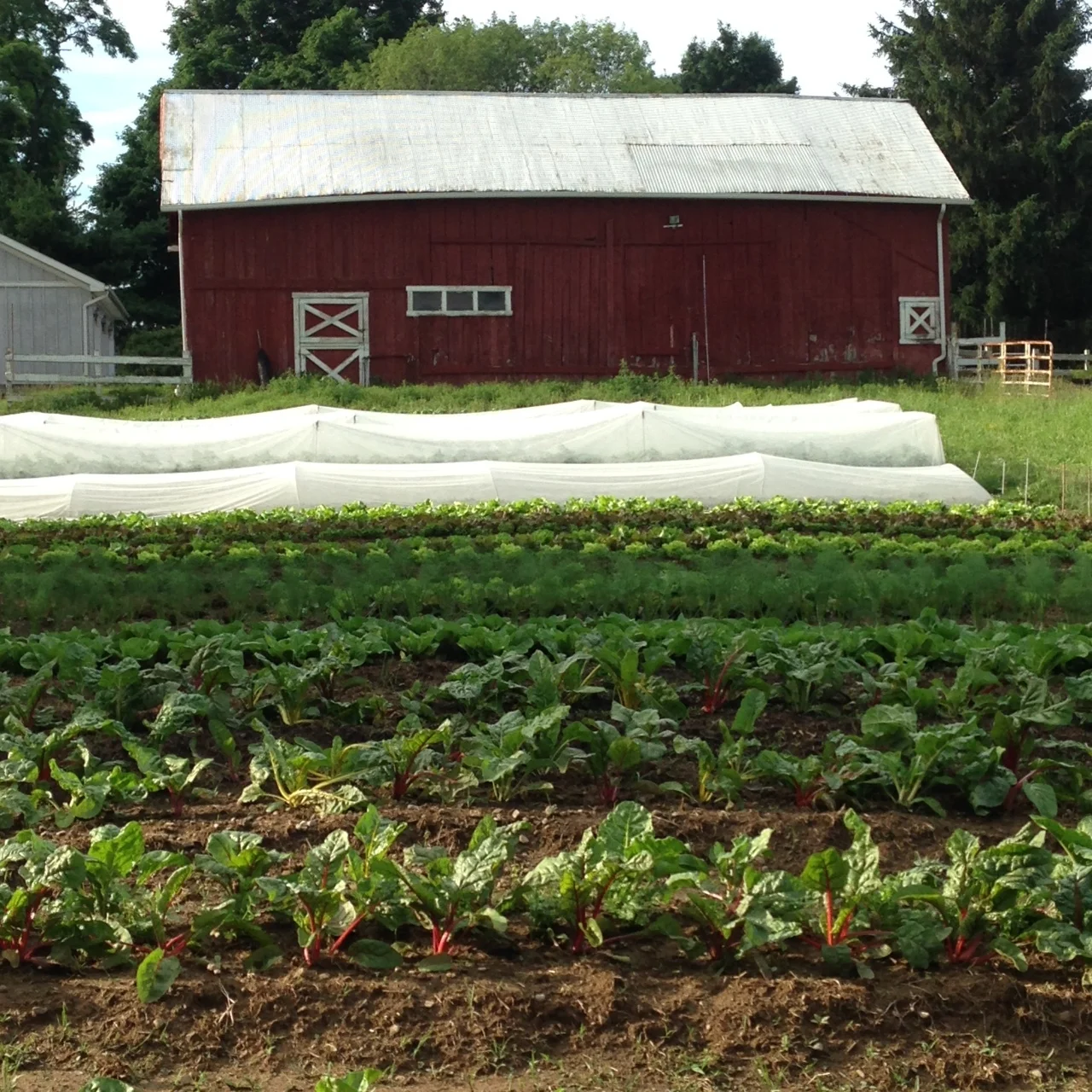 garden with barn.JPG