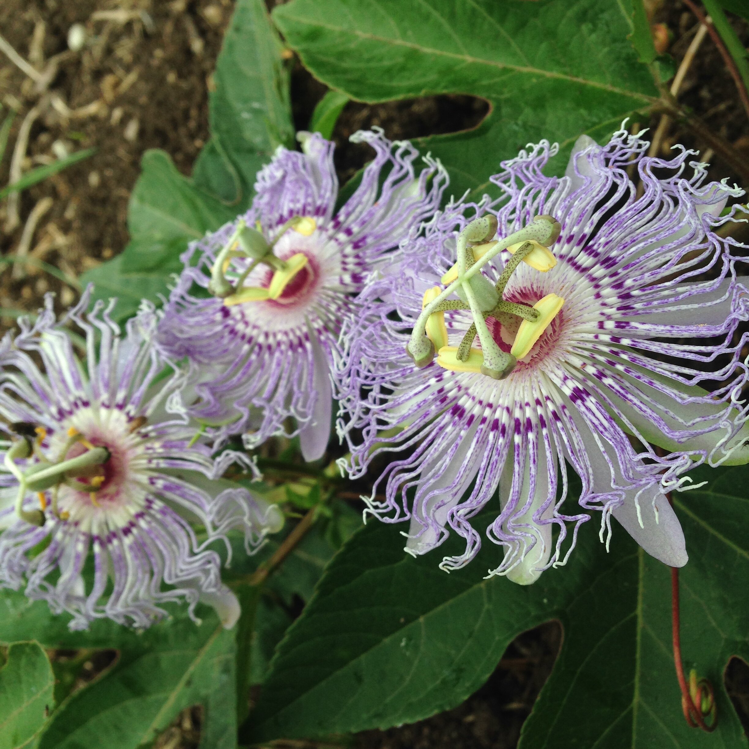 Passionflower, Hardy