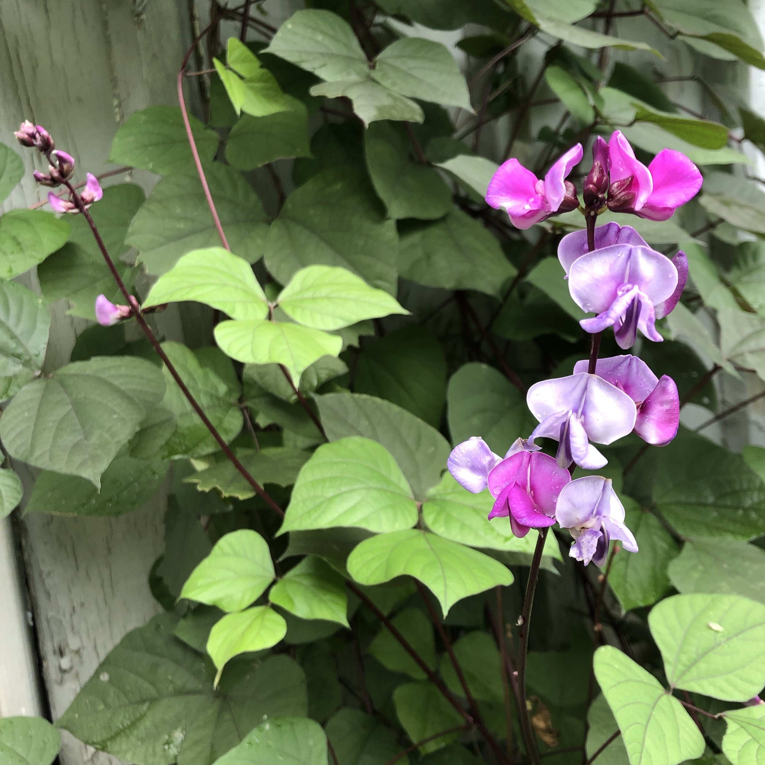 Hyacinth Bean 'Ruby Moon'