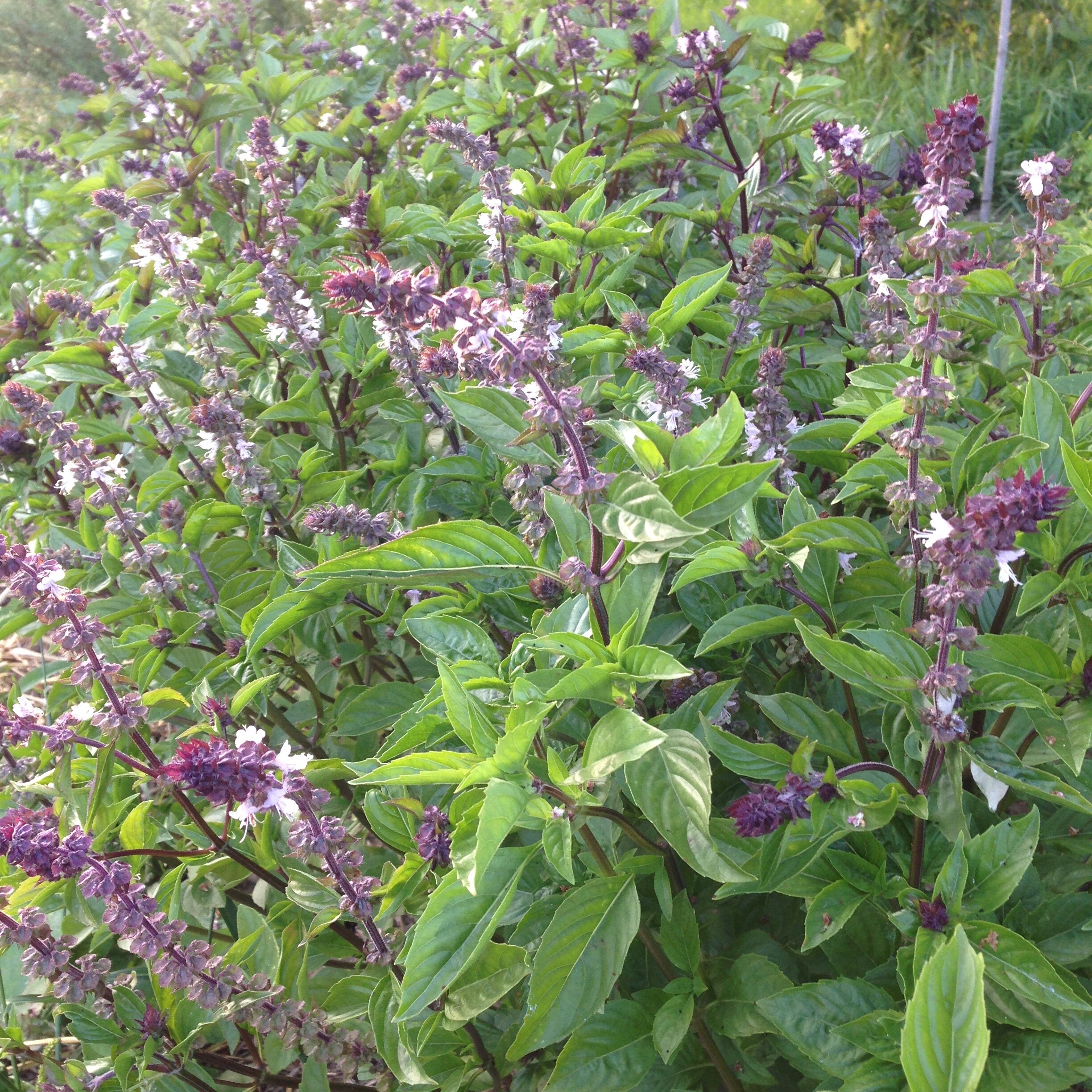 Basil, Thai