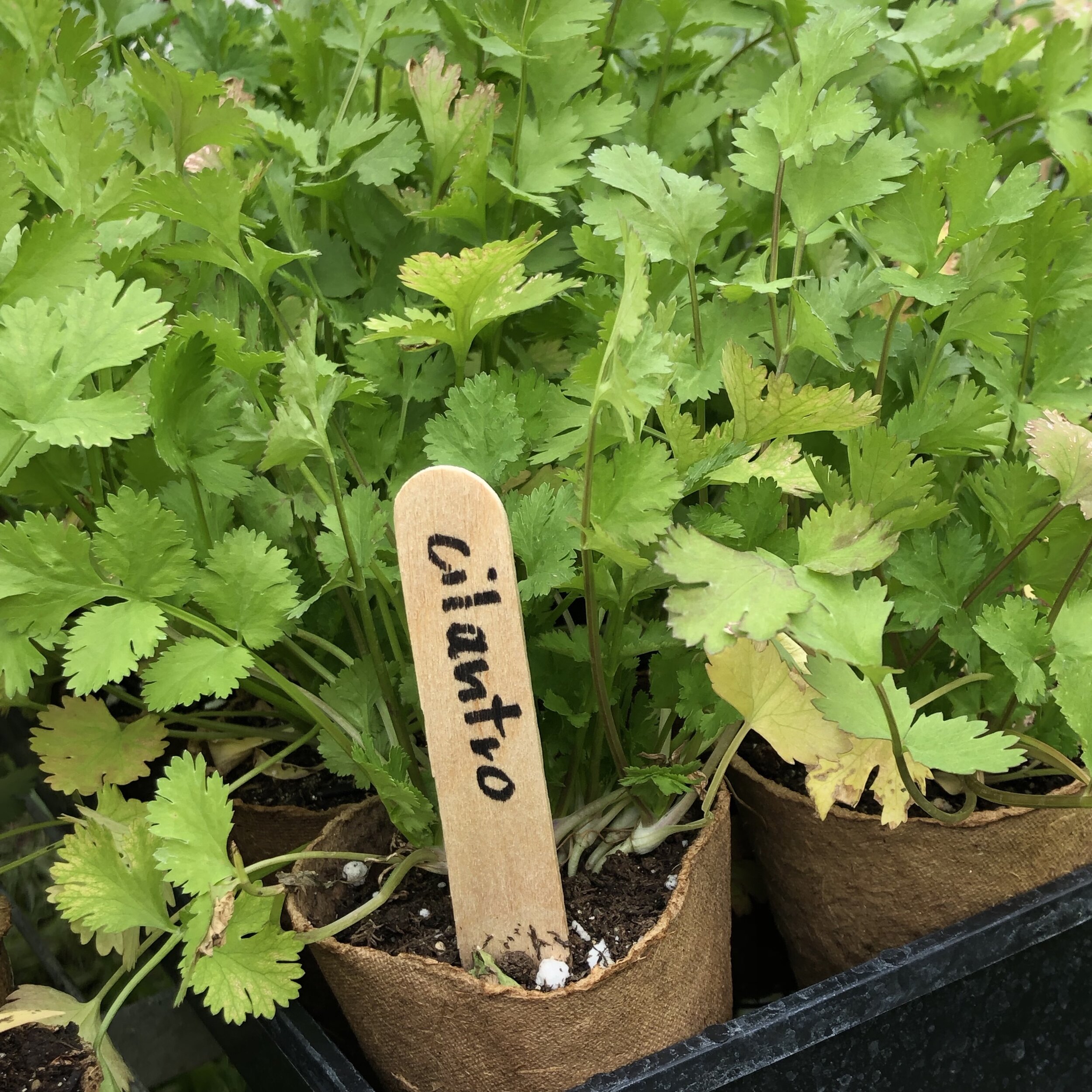 Cilantro