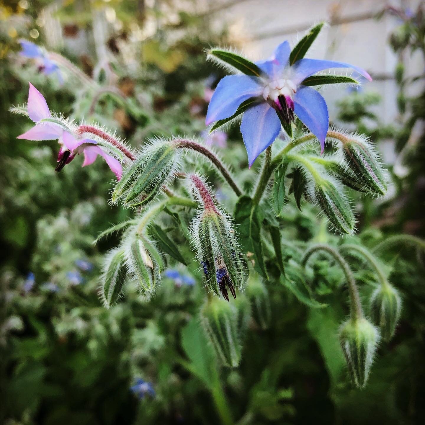 Borage