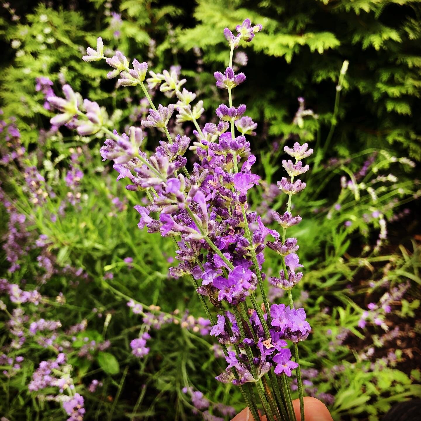 Lavender 'Munstead'