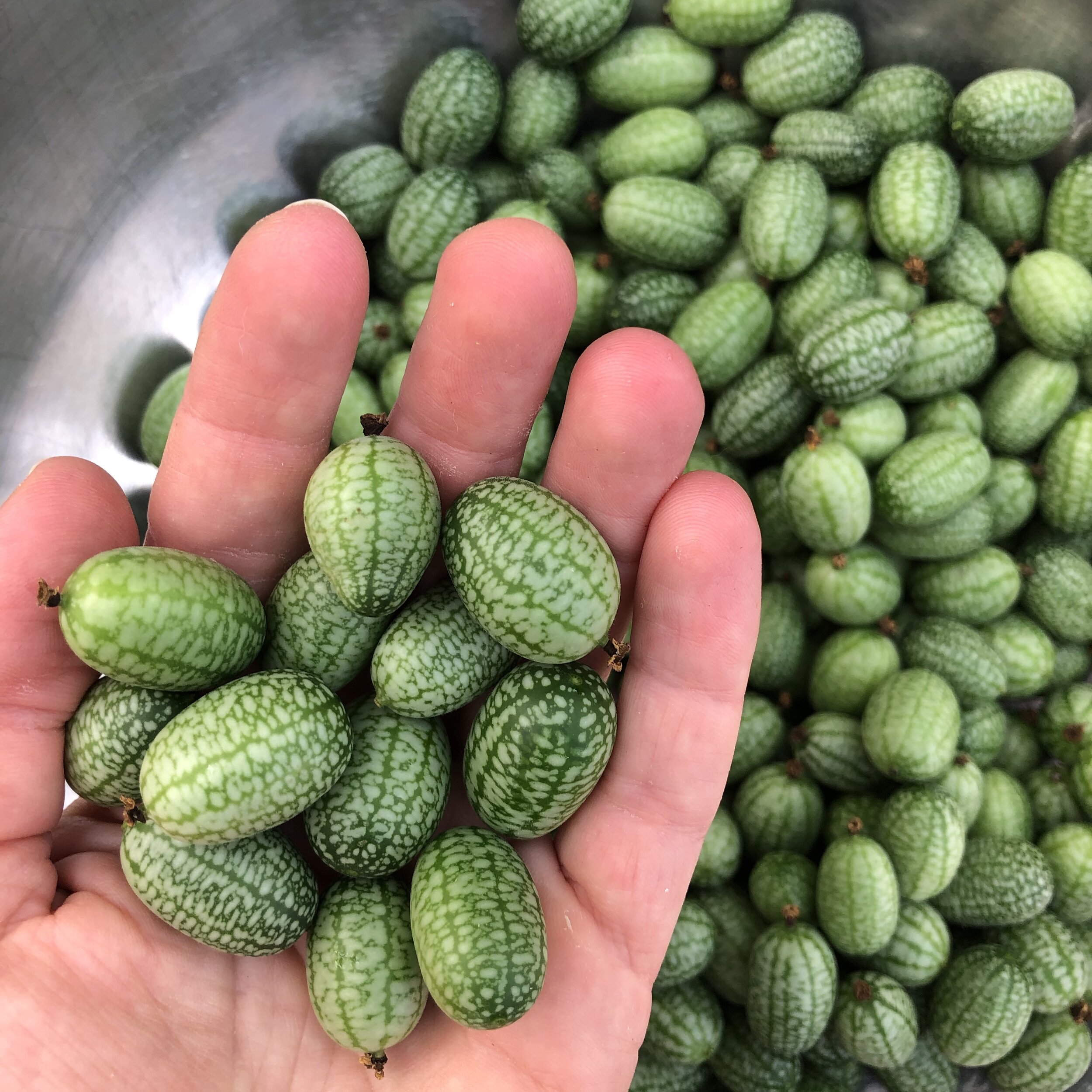 Cucamelon