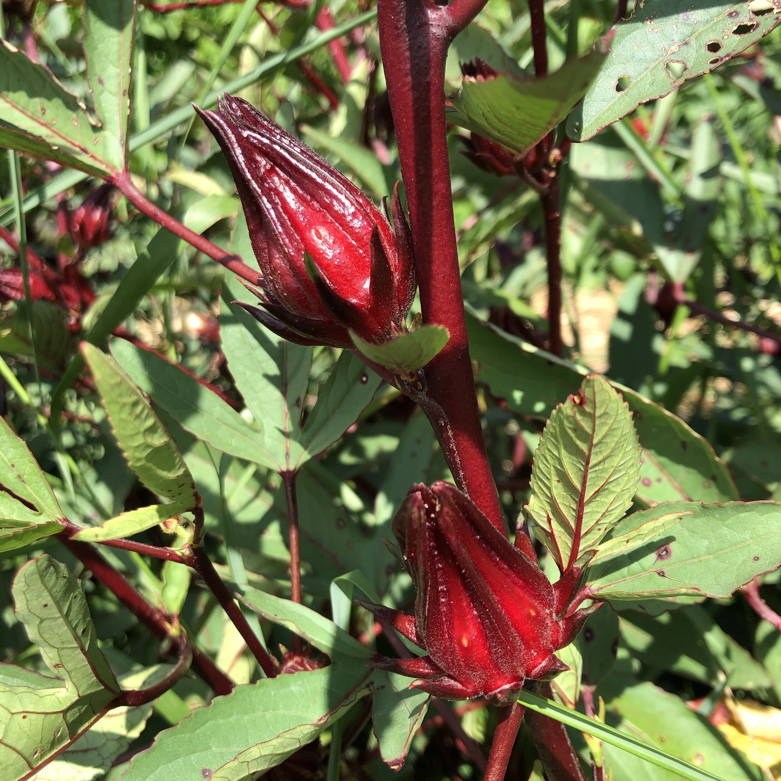 Roselle Hibiscus