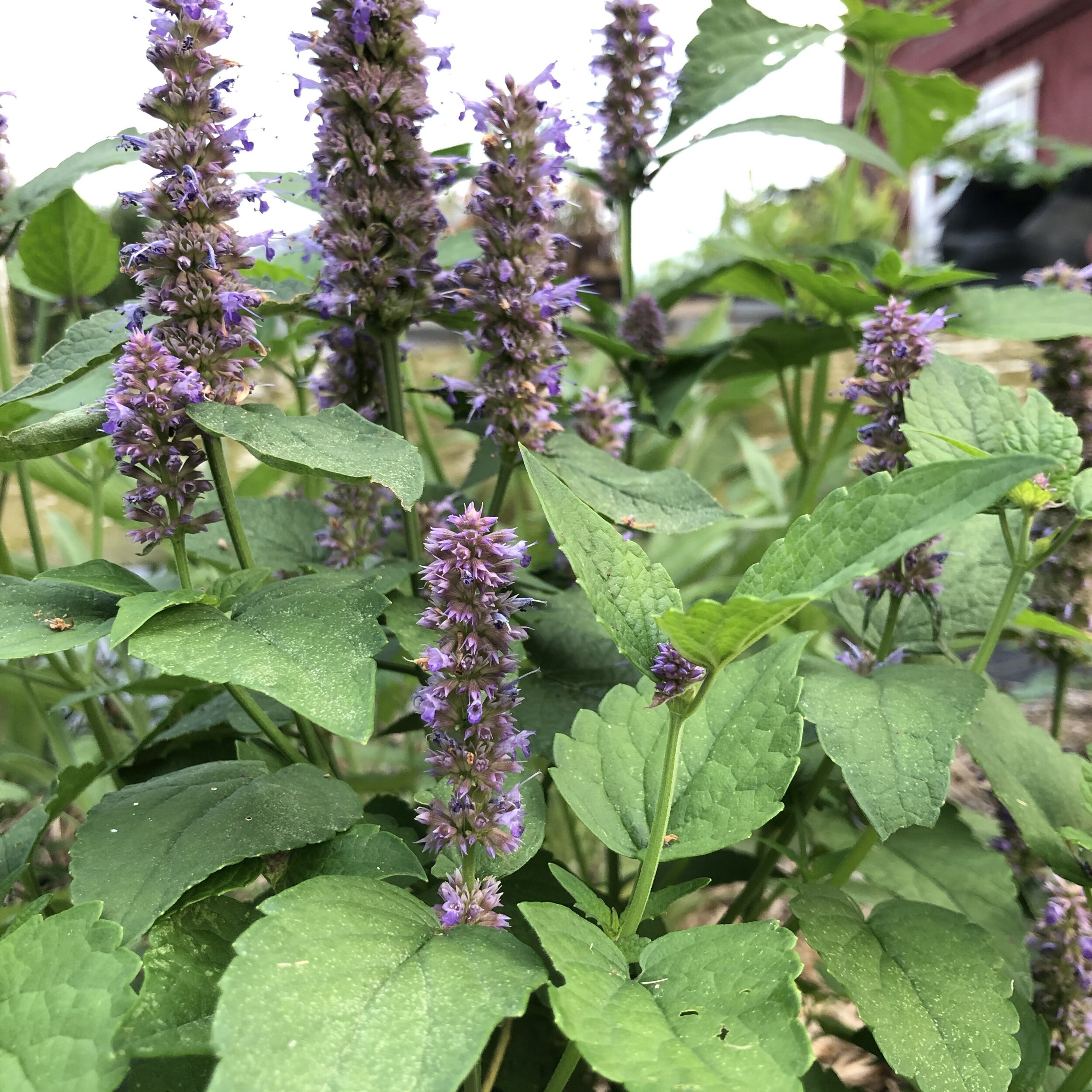 Anise Hyssop