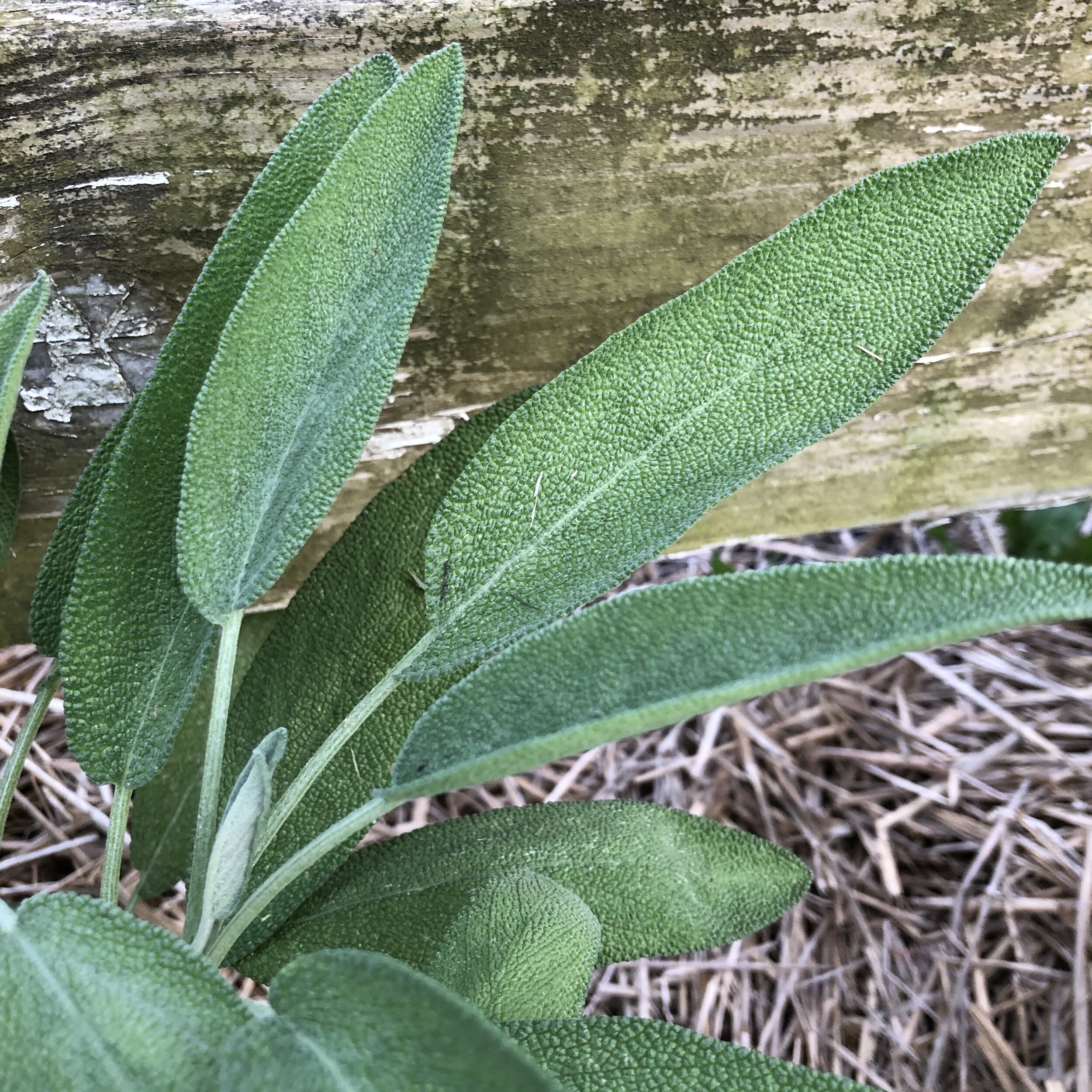 Sage, Broadleaf