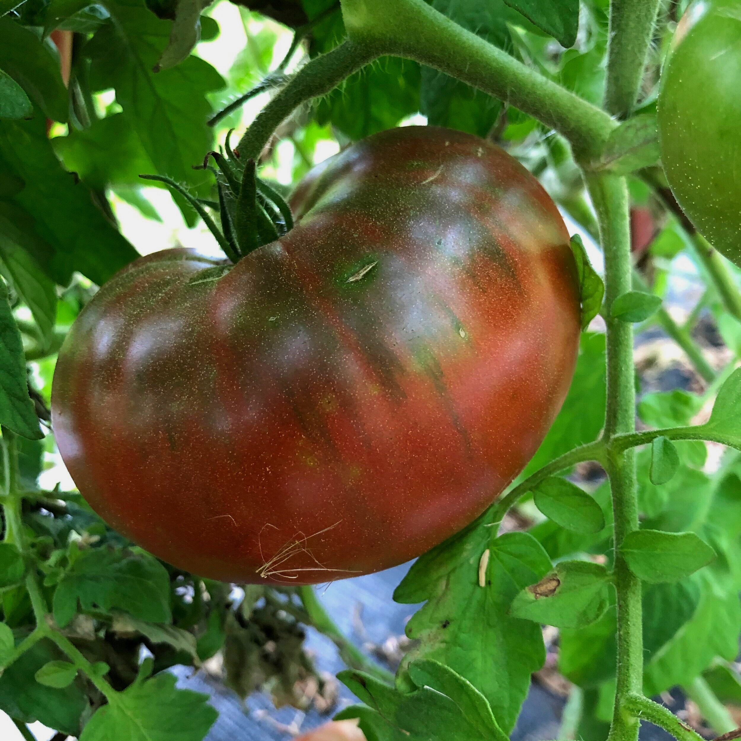 Tomato, Cherokee Purple