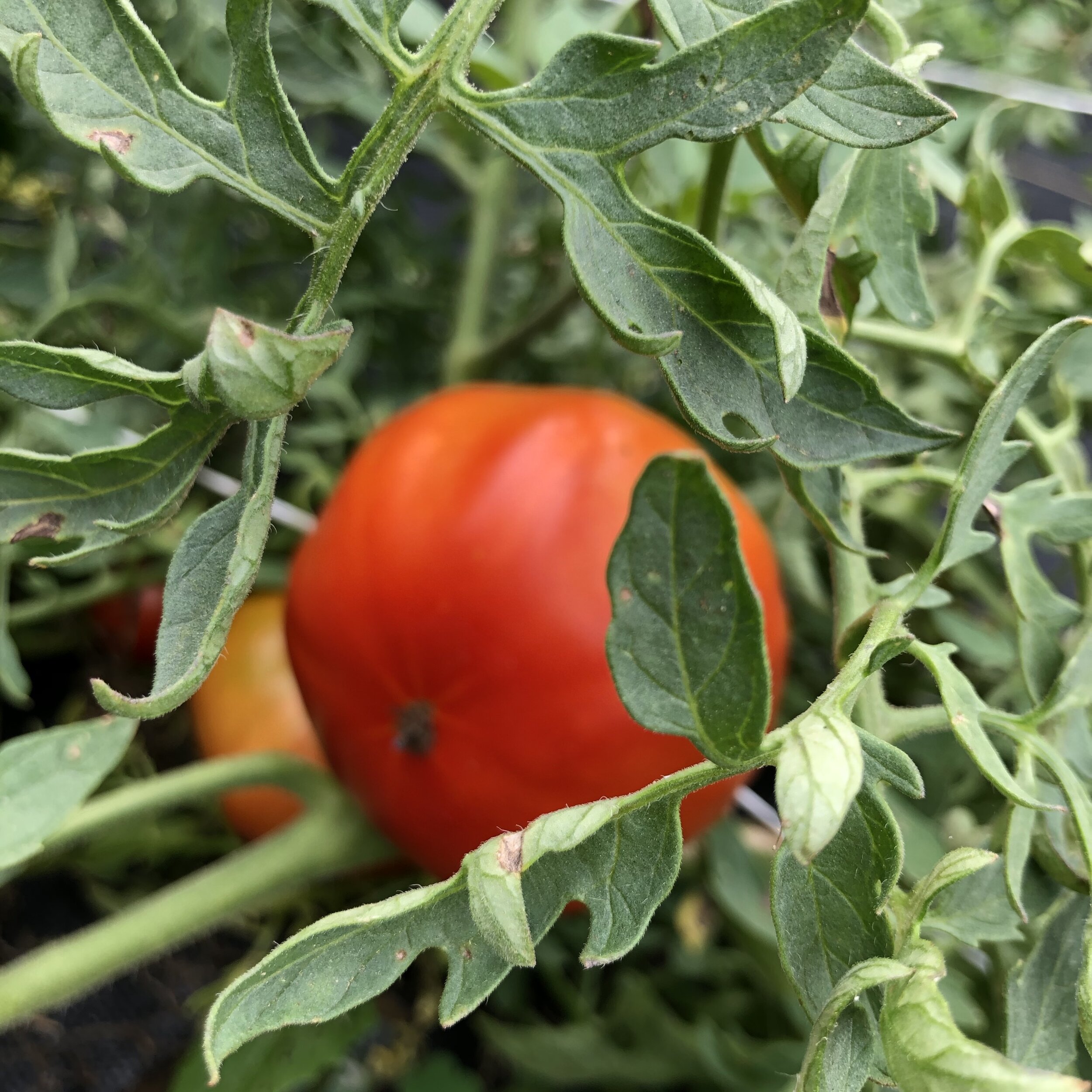 Tomato, Silvery Fir Tree