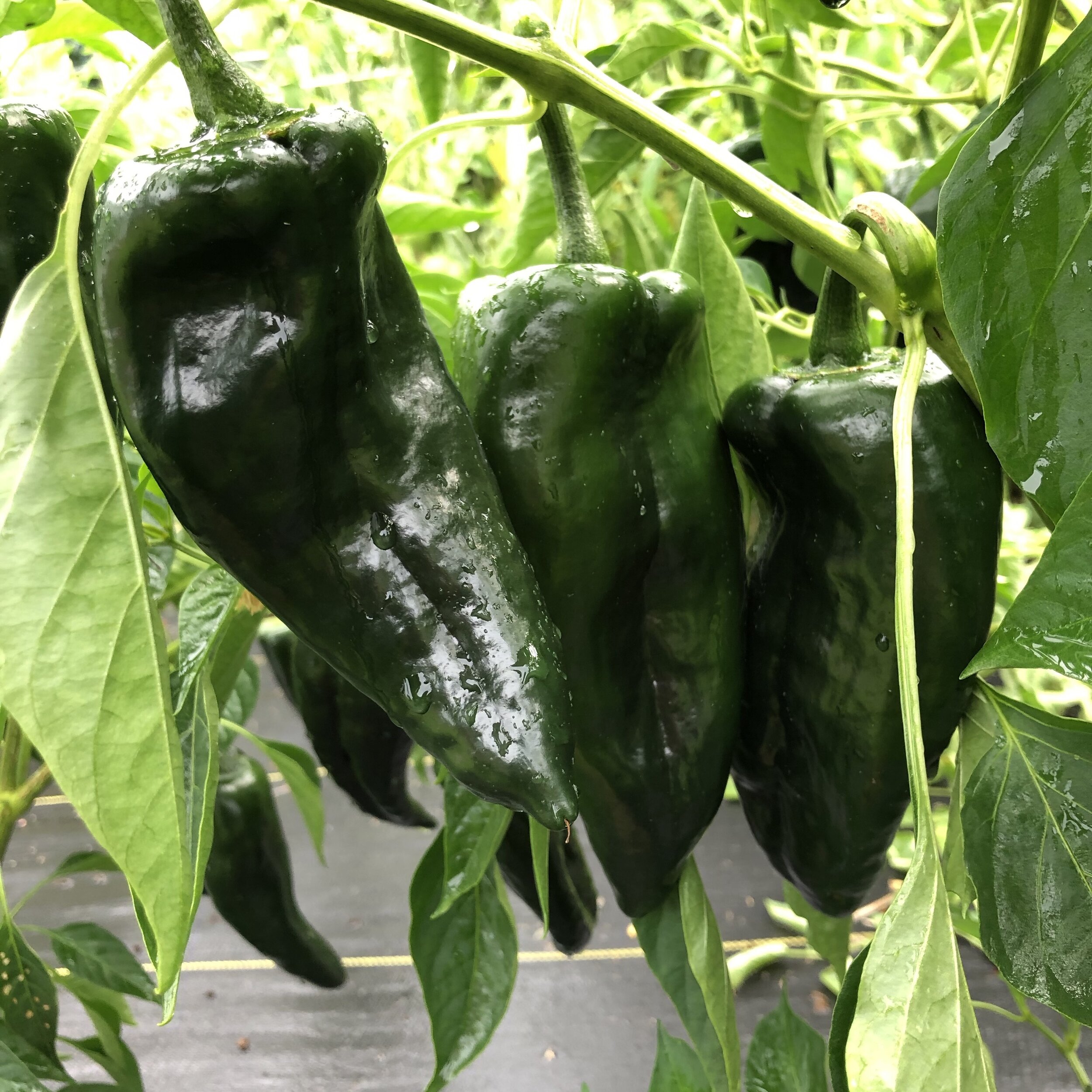 Pepper, Ancho/Poblano 'Baron'