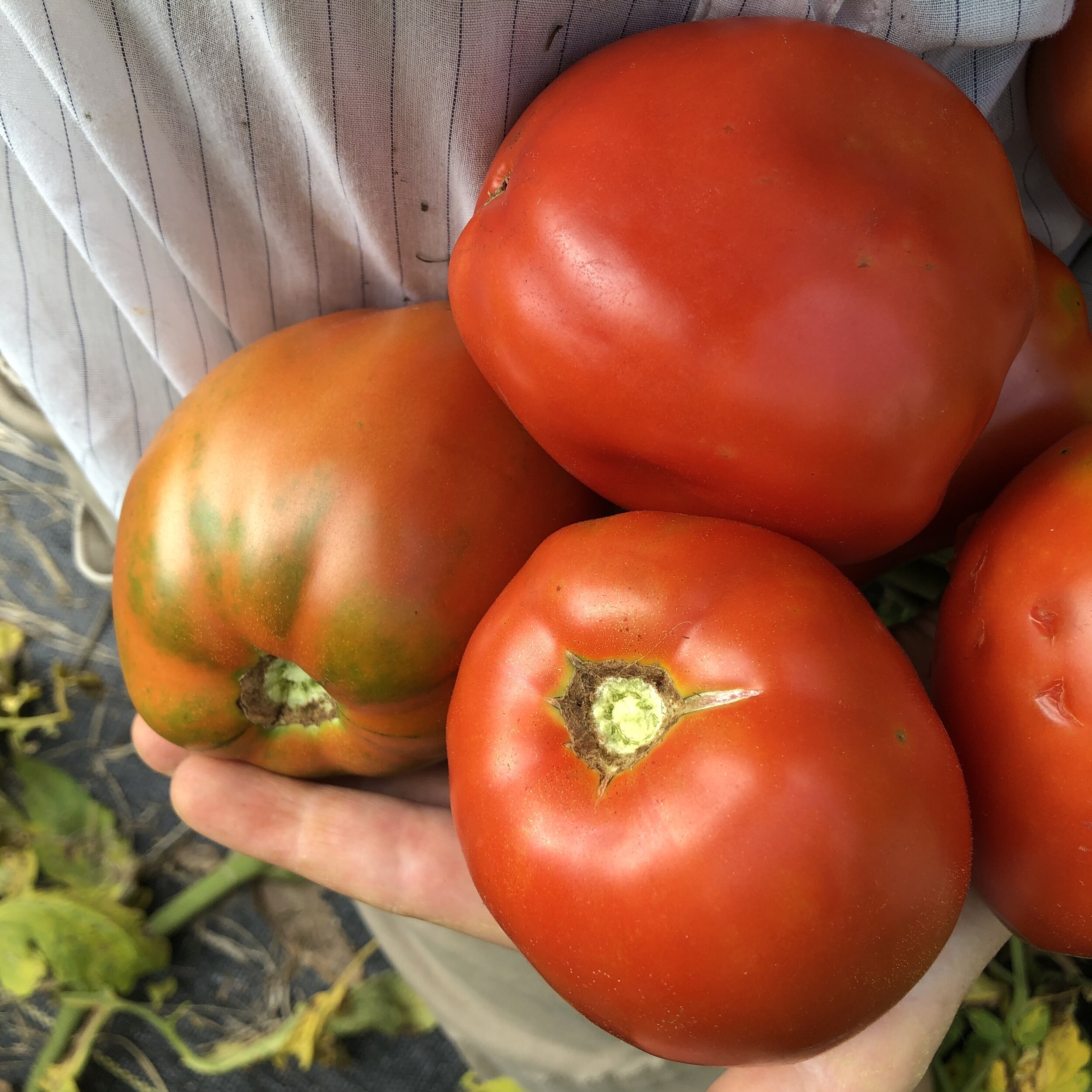 Tomato, Amish Paste