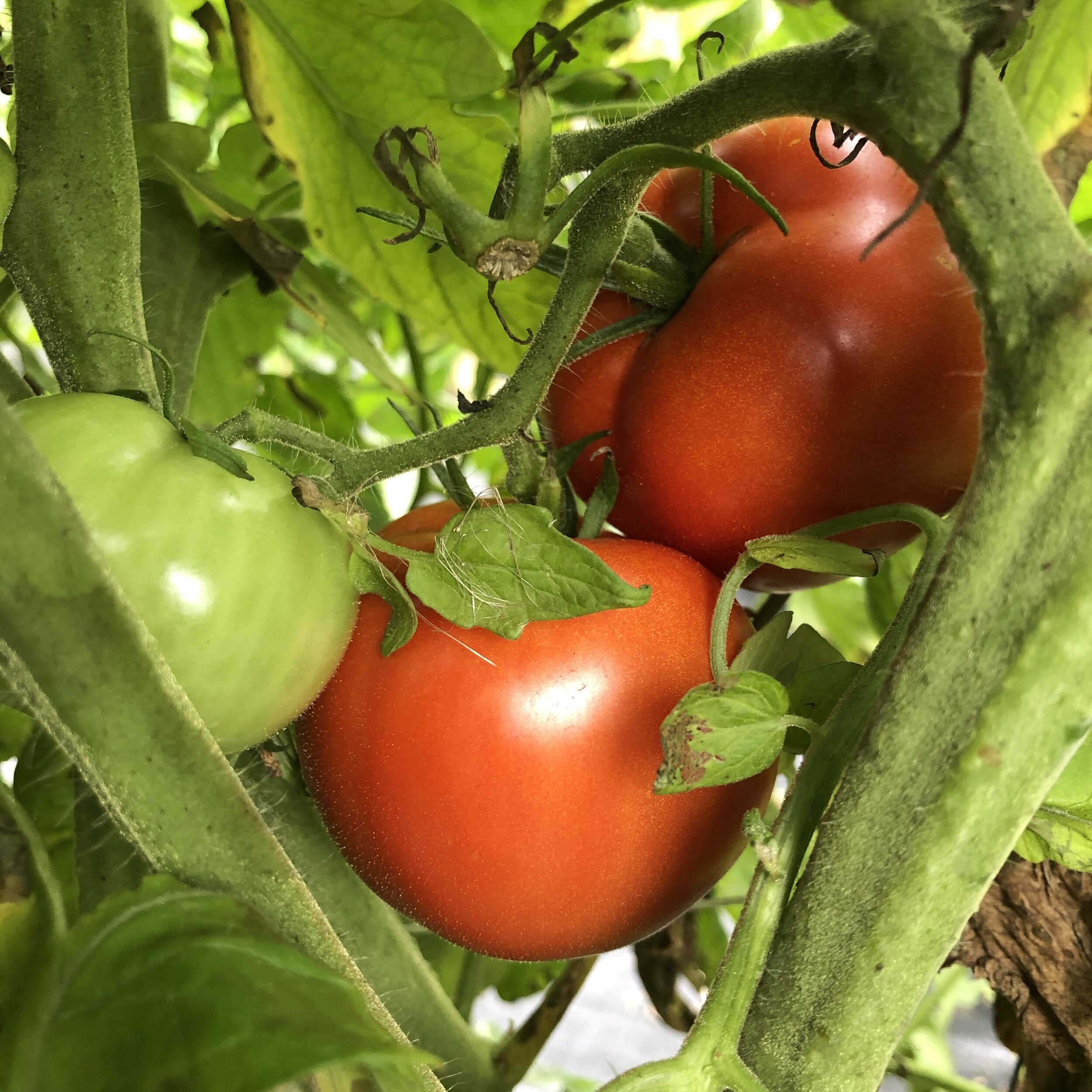 Tomato, Rutgers