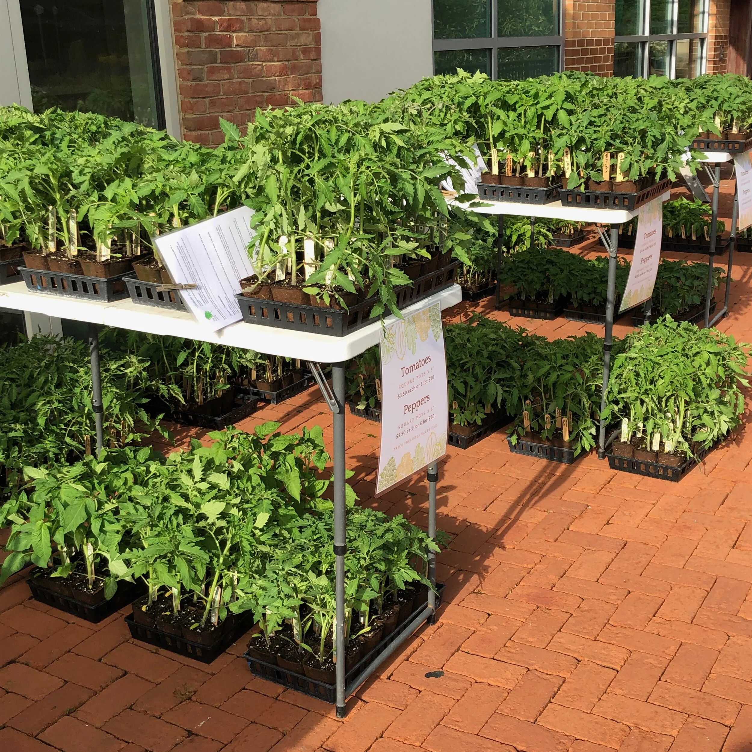 tomatoes at gahanna.jpeg