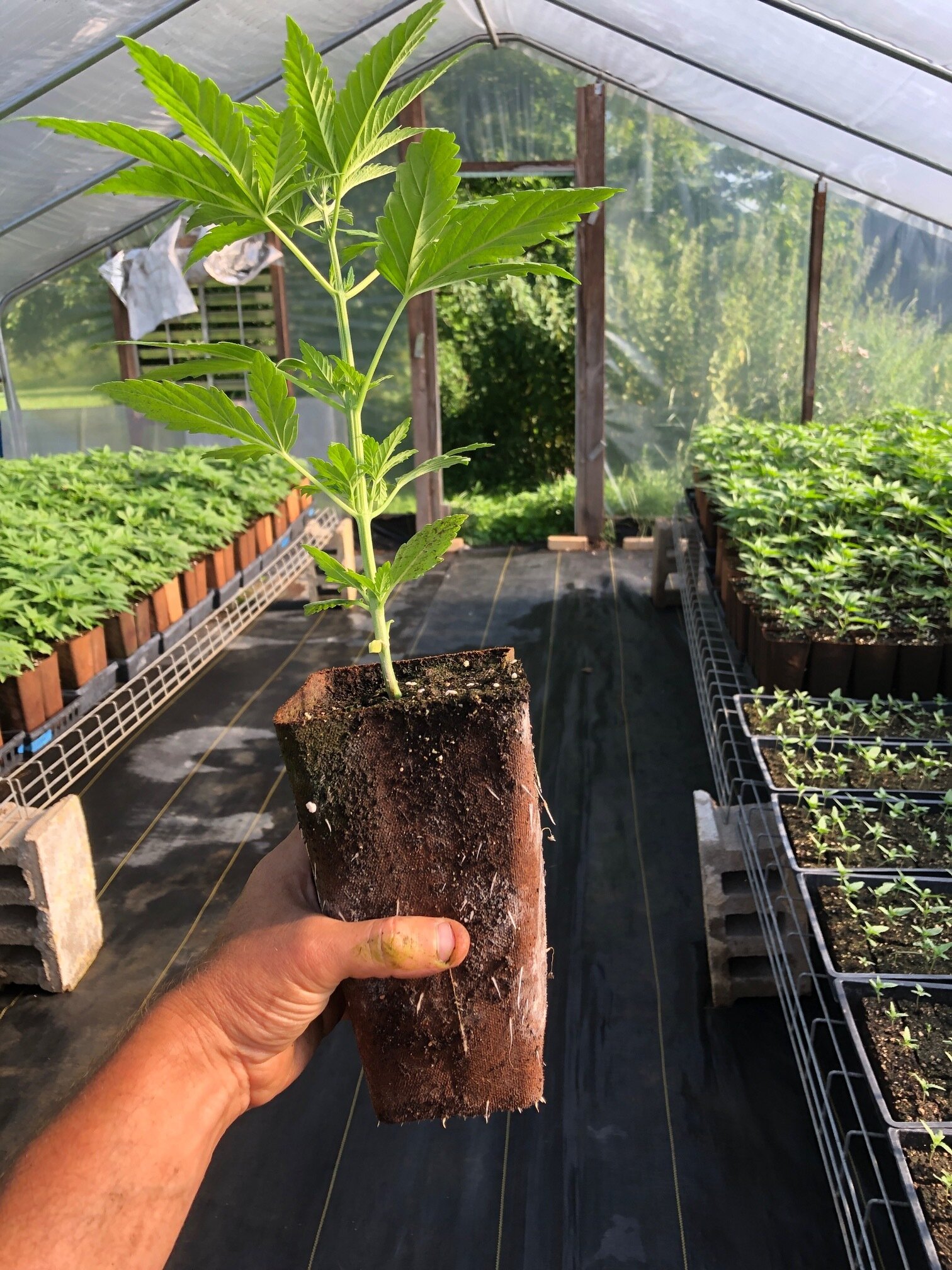 hemp plant with greenhouse.jpeg